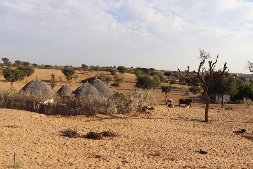 Half Day Osian Village Safari Tour with Dinner