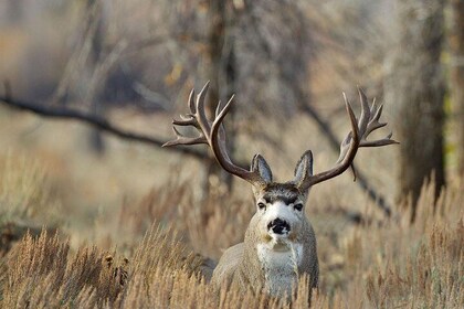 Yellowstone National Park Private Tour
