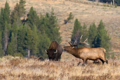 Yellowstone National Park Private Tour
