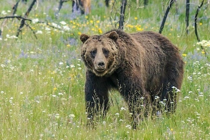 Visite privée du parc national de Yellowstone