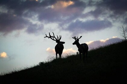 Yellowstone National Park Private Tour
