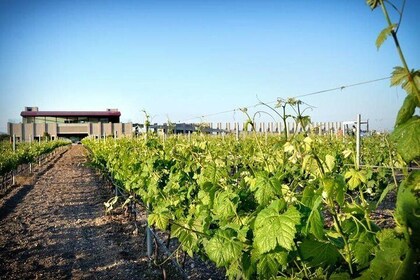 Wine Route in Tequisquiapan with Transport