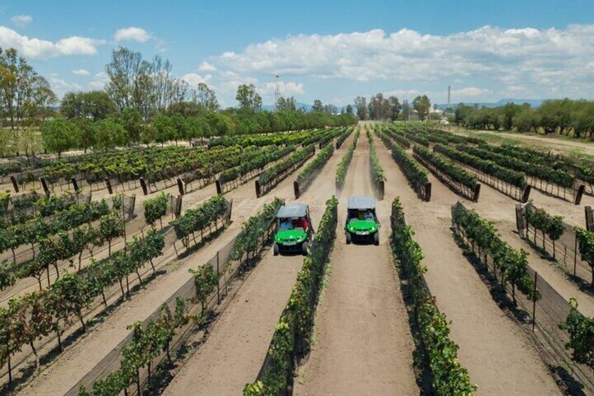 Wine Route in Tequisquiapan with Transportation