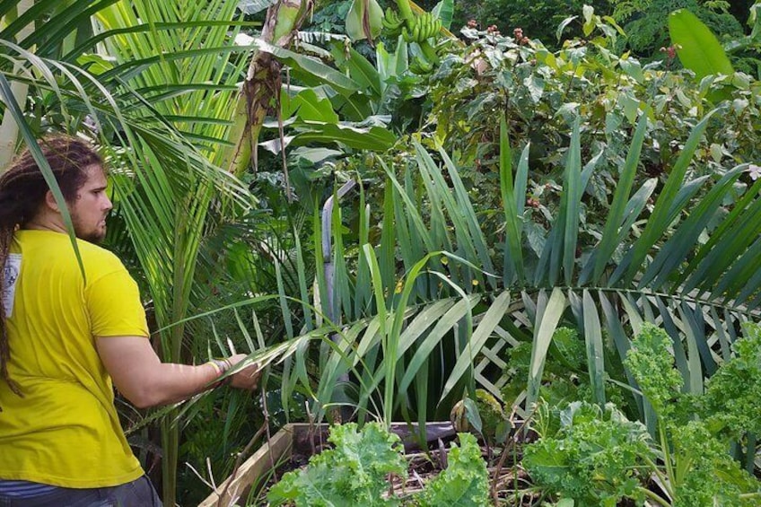 Visit of the Trénelle Citron experimental shared urban garden