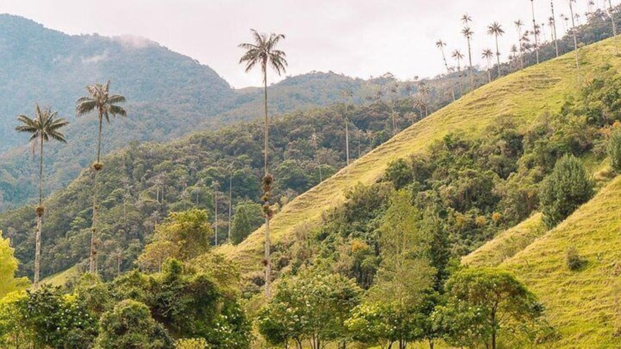 Cocora Valley