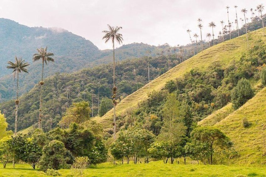 Cocora Valley