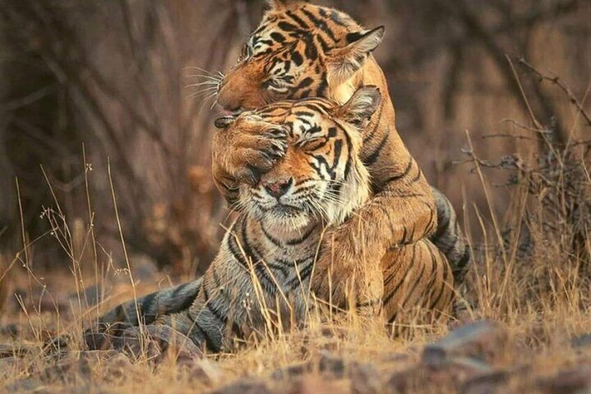 Brotherhood tiger Pose