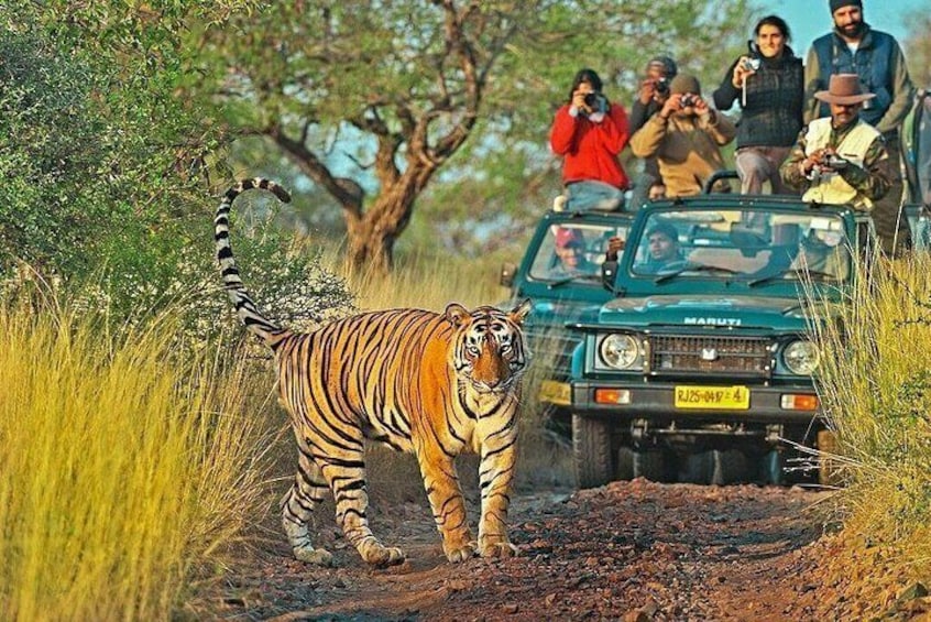 Explore Wildlife-Ranthambore Canter Safari-Indian National