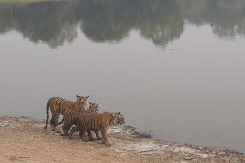 Skip-the-Line Entry for Ranthambore Gypsy Safari