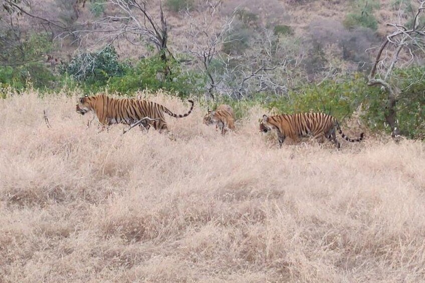 Skip-the-Line Entry for Ranthambore Gypsy Safari