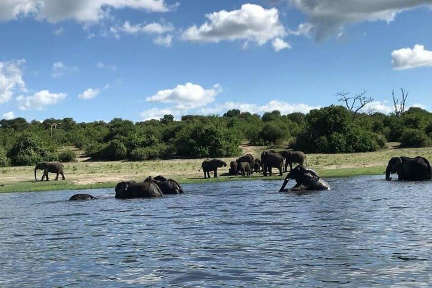 Chobe River Game Cruise