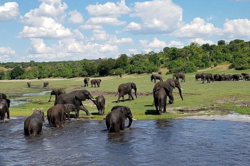 Chobe River Game Cruise