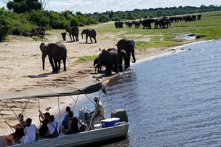 Chobe River Game Cruise