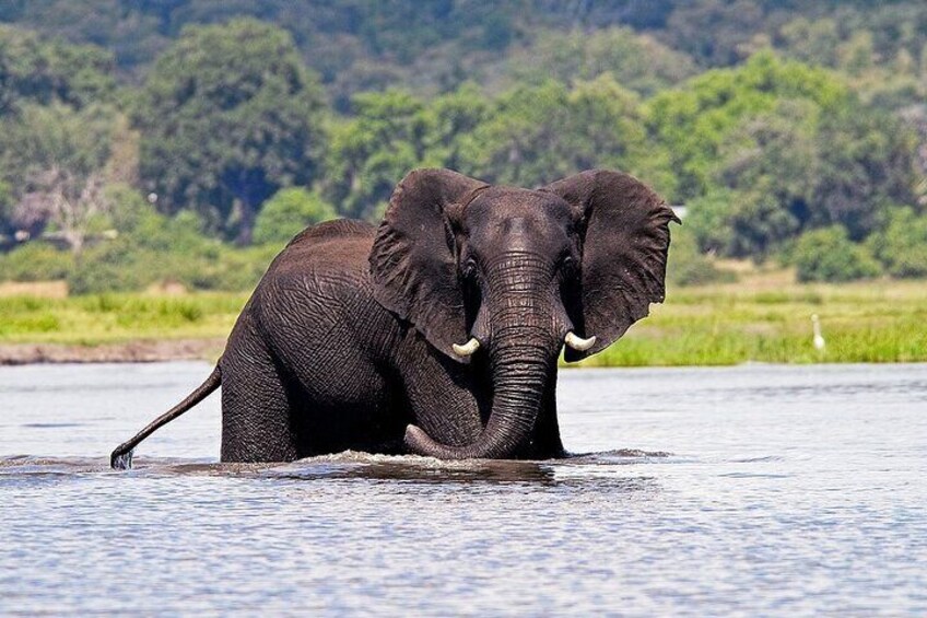 3 Hours Chobe River Boat Cruise