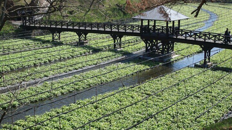 Matsumoto Private One Day Tour from Nagano