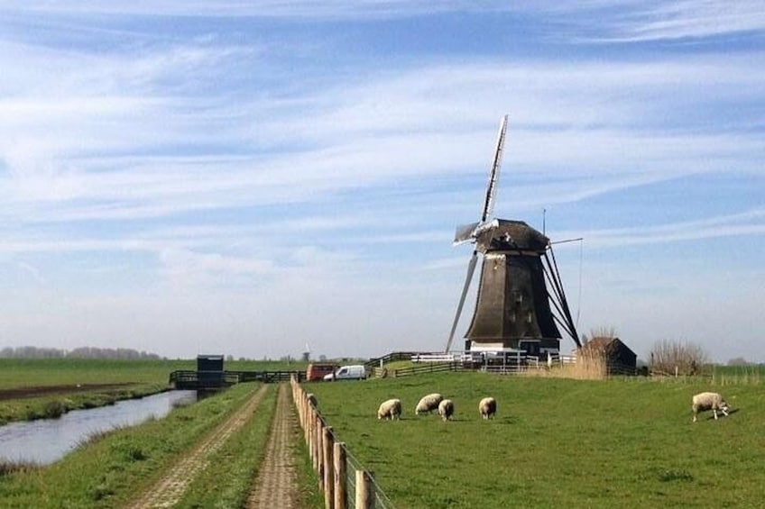Holland Private Custom Tour windmills
