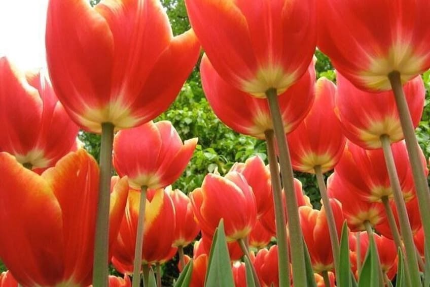 Tulips in bloom at Keukenhof Gardens