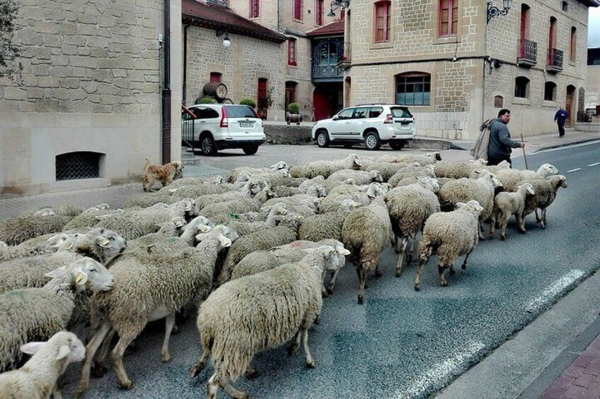 BASQUE CHEESE and TXAKOLI WINE - Private Gastronomic Adventure