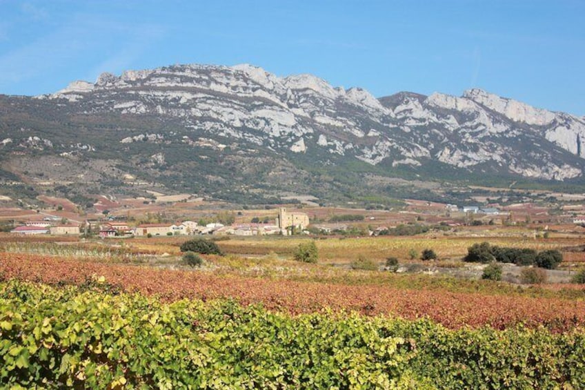 Rioja vineyards landscape