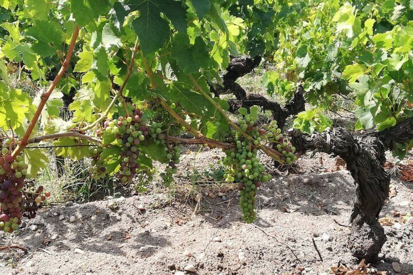 Full-Day Private Cultural and Gastronomic Adventure in Rioja