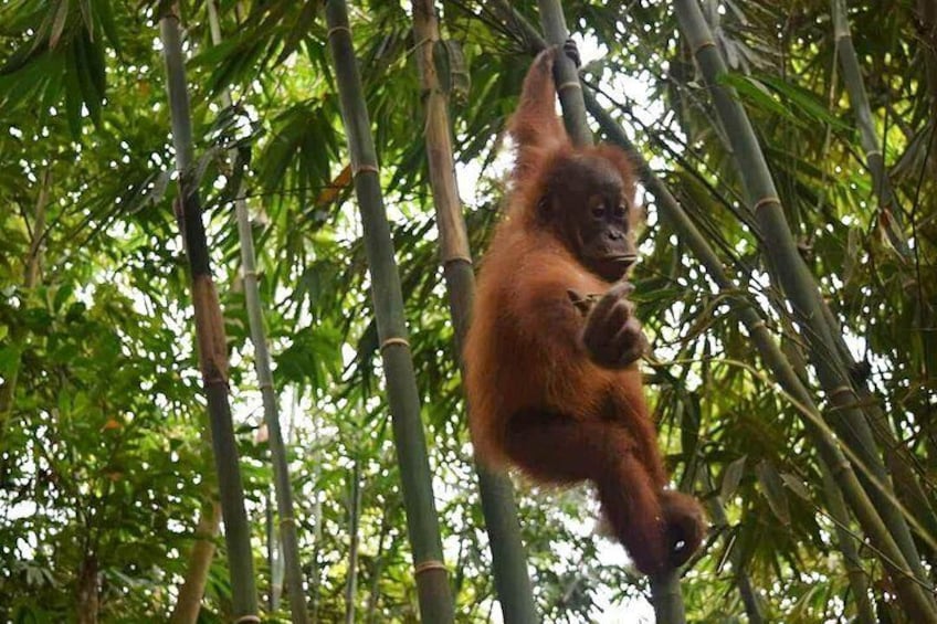 North Sumatra & Barumun Nagari Wildlife Sanctuary program