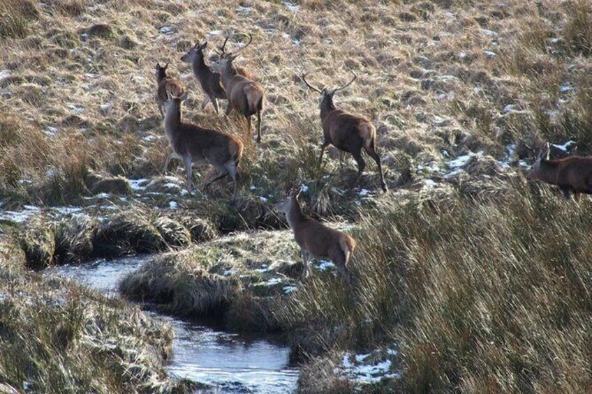 Show item 2 of 6. Red Deer crossing stream