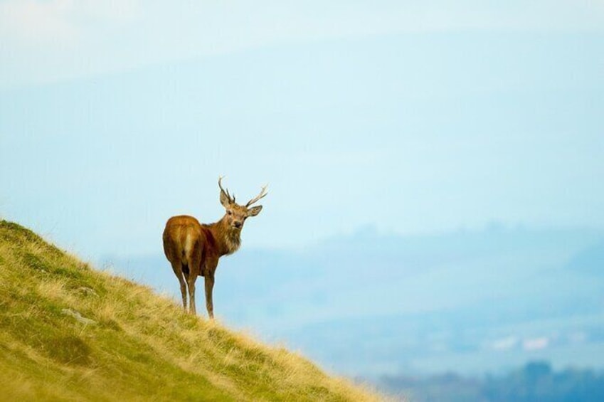 Show item 4 of 6. 3-Hour Deer Watch Walk from Ullswater
