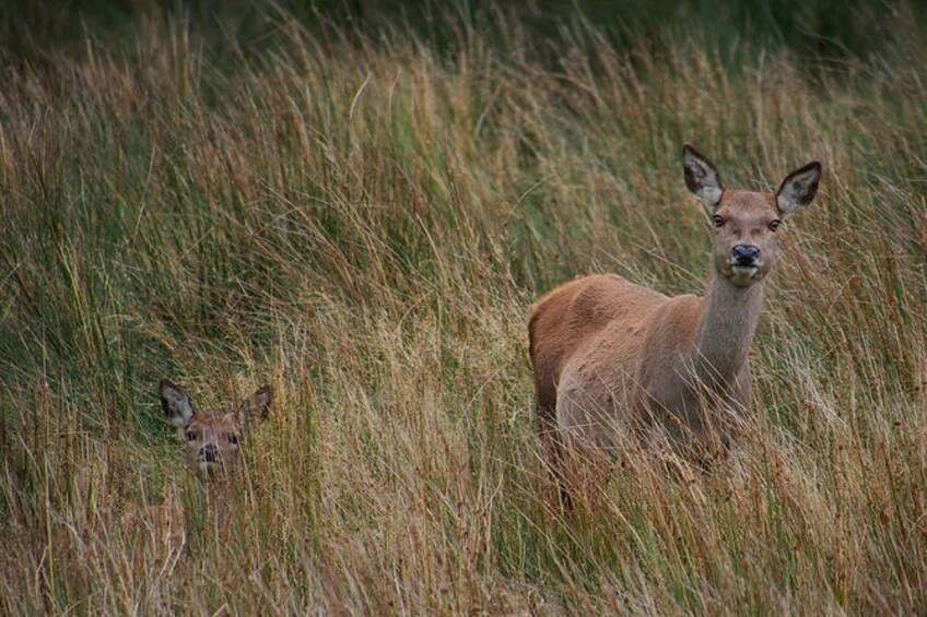 Show item 5 of 6. 3-Hour Deer Watch Walk from Ullswater