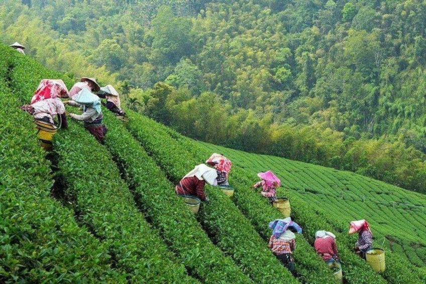 Longjing Tea Field