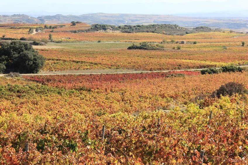Vineyards