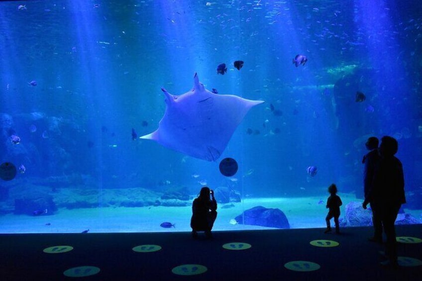 Skip the Line Ticket Nausicaa, the biggest aquarium in Europe