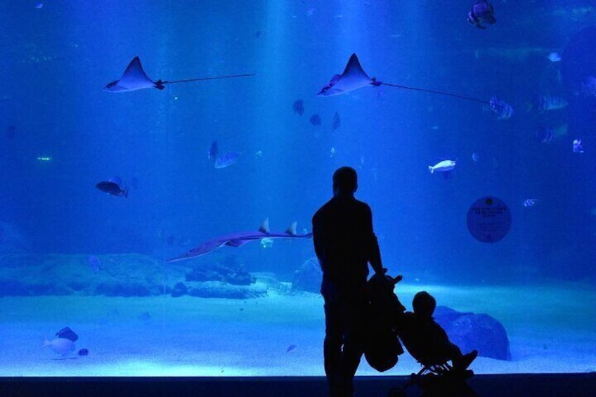 Skip the Line Ticket Nausicaa, the biggest aquarium in Europe