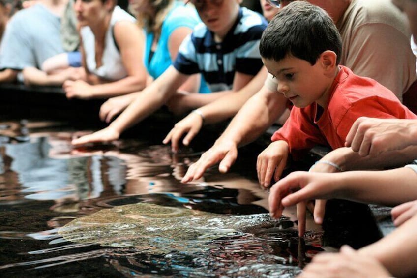 Skip the Line Ticket Nausicaa, the biggest aquarium in Europe