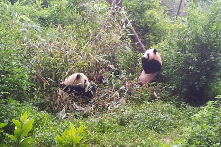 Chengdu Panda Breeding Centre