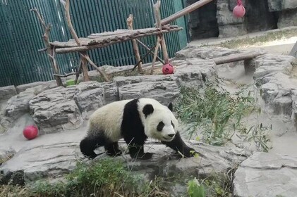 Private Chengdu Panda Base Day Tour by Round-way Flight from Shanghai