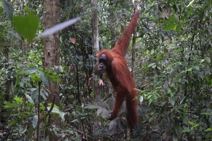 3 days Medan Orangutan Bukit Lawang