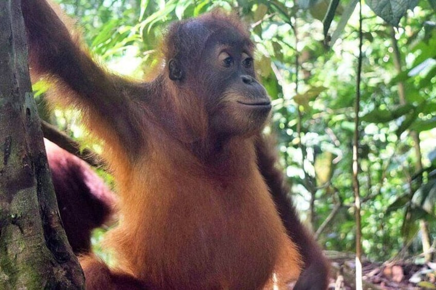 3 days Medan Orangutan Bukit Lawang