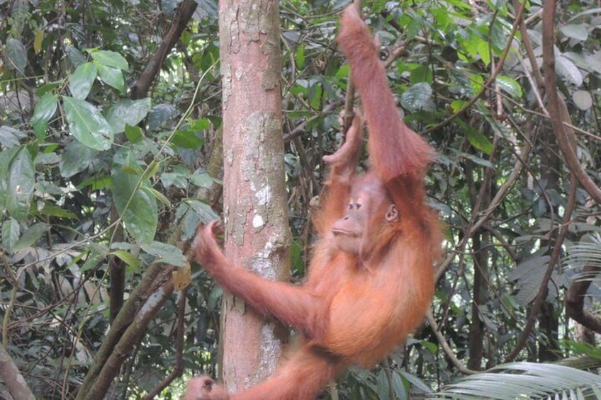 Orangutan in Bukit Lawang