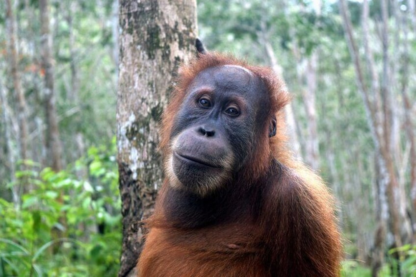 3 days Medan Orangutan Bukit Lawang