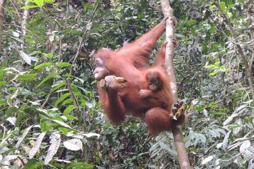 Orangutan with baby