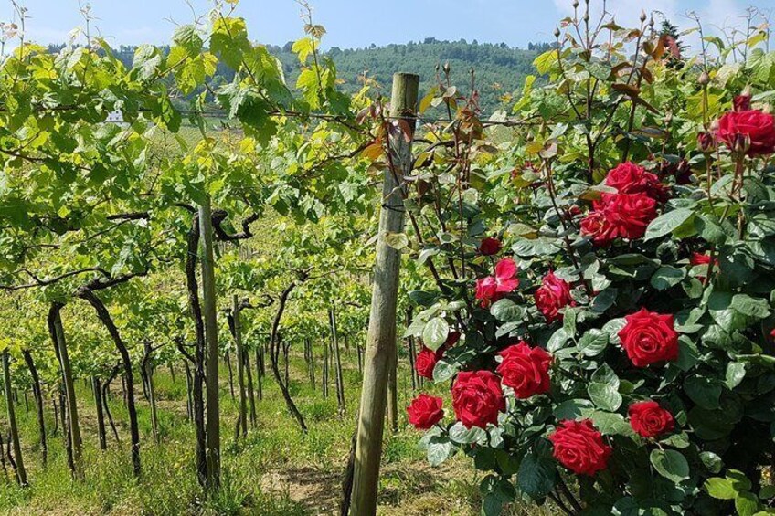 Txakoli vineyard