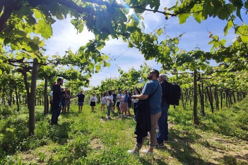 Private Txakoli Wine Tour through the Coast from San Sebastian