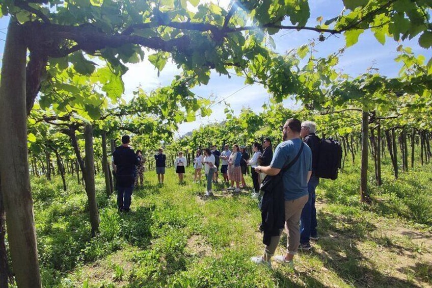 Txakoli Winery Tour through the Coast from San Sebastian