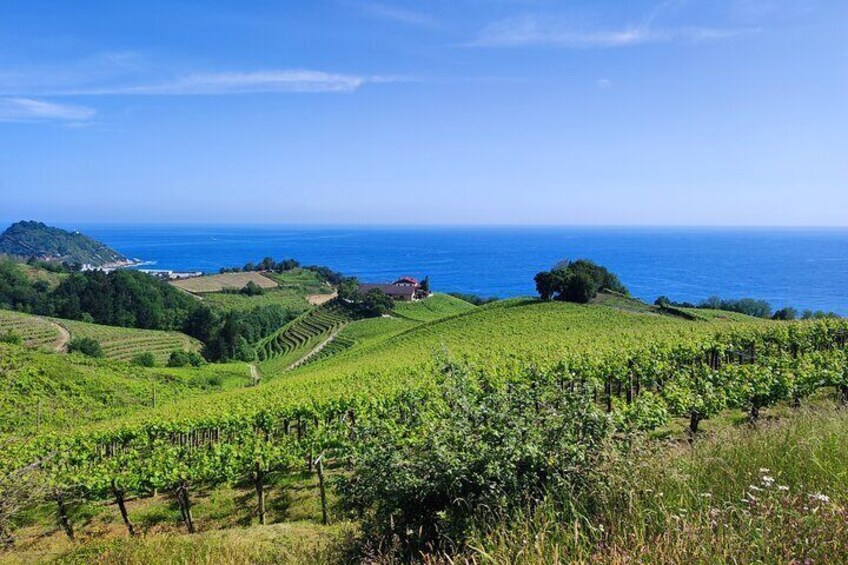 Txakoli Winery Tour through the Coast from San Sebastian