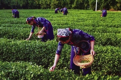Hangzhou Tea Culture Experience with West Lake Cruise Option