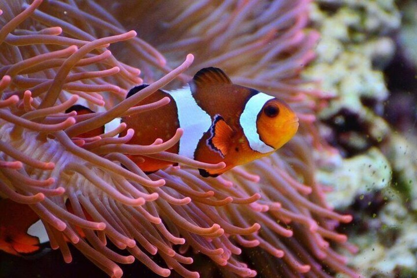 Coral Reef and Fish 