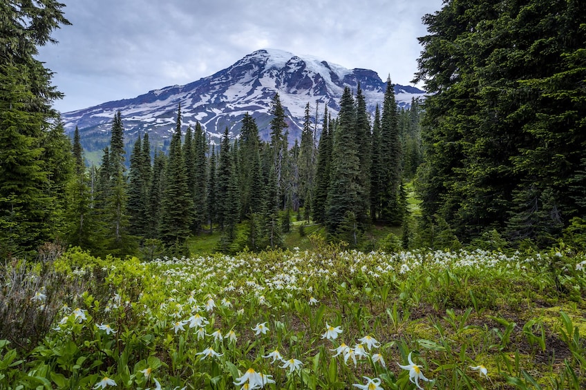 Mt. Rainier Full-Day Tour