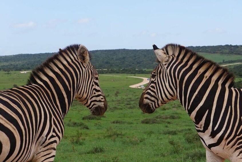 Addo Elephant Park