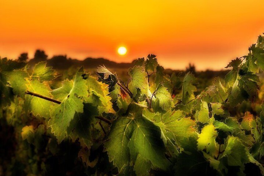 La Rioja Small Group Tour: Winery Visit, Wine Tasting and Traditional Lunch