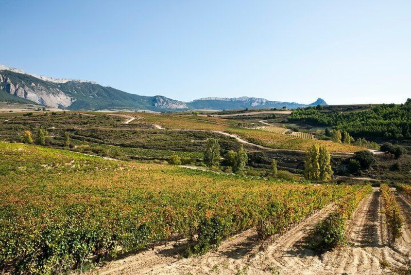 La Rioja Small Group Tour: Winery Visit, Wine Tasting and Traditional Lunch